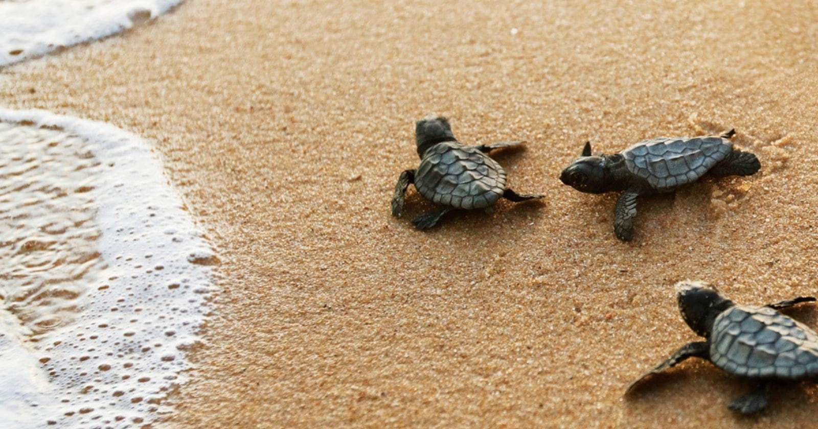 découvrez tout ce qu'il faut savoir sur le temps d'éclosion des œufs de tortue, de la ponte jusqu'à la naissance des petites tortues. apprenez les facteurs influençant cette période cruciale et suivez ces fascinantes créatures dans leur voyage vers la vie.